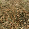 Clover and phalaris rolls x200