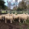 White Suffolk Rams For Sale