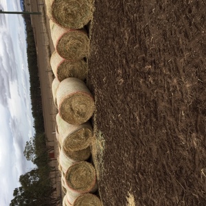 Prime Wheaten Hay 4*4 from Riverina Tablelands