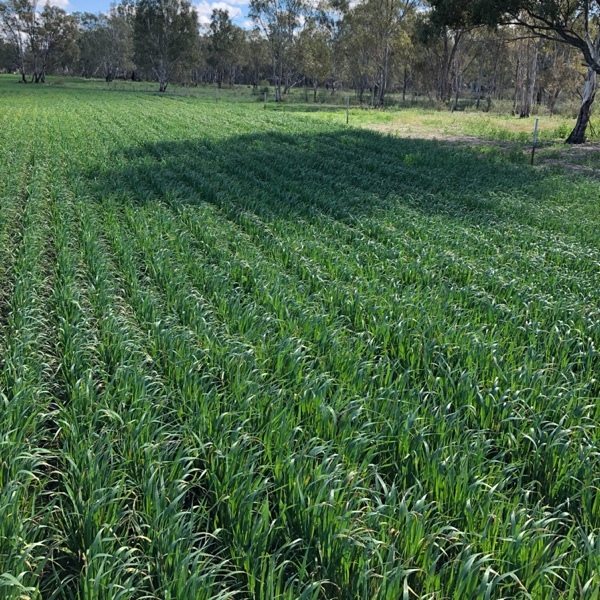 WTB Milling Oat Yorke or Eyre peninsula 40T