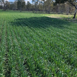 WTB Milling Oat Yorke or Eyre peninsula 40T