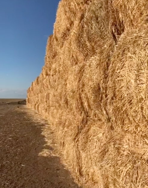 500mt Cereal Straw 650kg 8x4x4 Bales