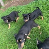 kelpie pups 