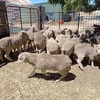 MERINO EWES x 20 READY to JOIN EWE HOGGETS 1ST CROSS BREEDERS FINE WOOL
