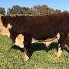 Poll Hereford Bulls