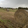 300 x Wheaten Hay 5x4 Bales