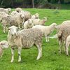 25 Dorper Ewes for sale