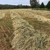 250 x 500kg 8x4x3 Bales of New Season Hay (2 Varieties) 