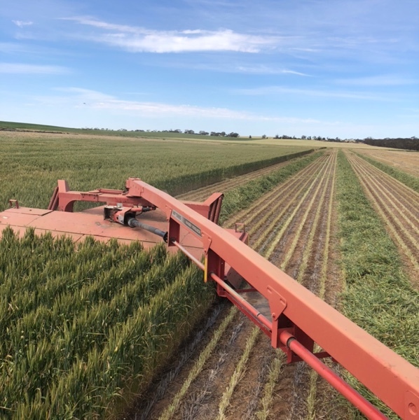 Massey Ferguson 1365 mower conditioner 