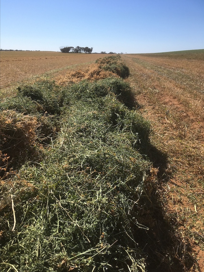 160mt Vetch Hay 650kg 8x4x3 HD Bales (New Season) 