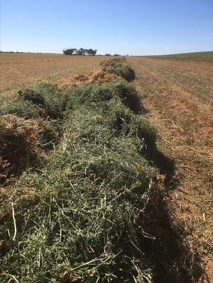 160mt Vetch Hay 650kg 8x4x3 HD Bales (New Season) 
