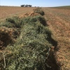 160mt Vetch Hay 650kg 8x4x3 HD Bales (New Season) 