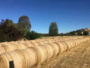 Large Round Perennial Ryegrass 2020 season