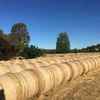 Large Round Perennial Ryegrass 2020 season