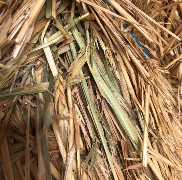 Shedded Wheaten Hay For Sale delivered in HD 8x4x3’s