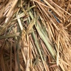Shedded Wheaten Hay For Sale delivered in HD 8x4x3’s