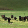 26 EU accredited angus heifers 12 months old