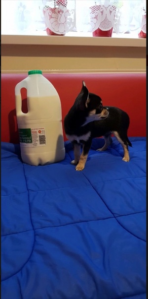 Trained chihuahua puppies 