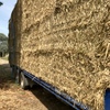 Wheaten Hay 8x4x3 Bales (New Season)