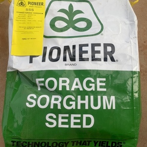 Forage Sorghum Seed