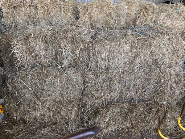Pasture Hay Small Square Bales