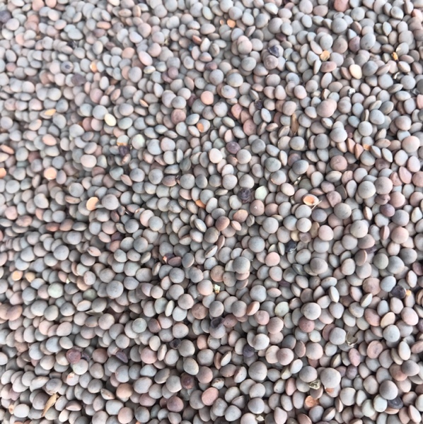 Feed Lentils