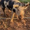 Mini Pig Breeding Trio