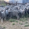 Future Breeder Ewe Lambs