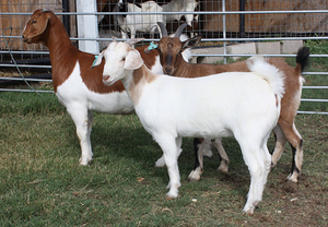 Livestock Boer goats for sale