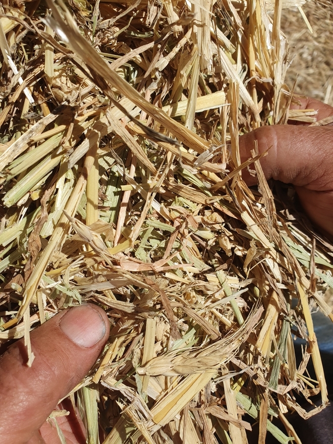 250mt Wheaten Hay 650kg 8x4x3 Bales
