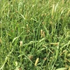 Sub Clover & Rye hay for sale.