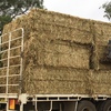 Sunlamb beardless wheaten hay 8x4x3 bales