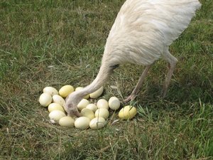 Ostrich ,Emu Chicks and Fertile Eggs for sale