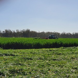 Oaten Silage