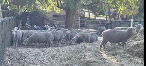 Quality MPM Black Tag Ewes