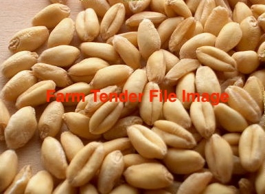 35mt Feed Wheat ex farm