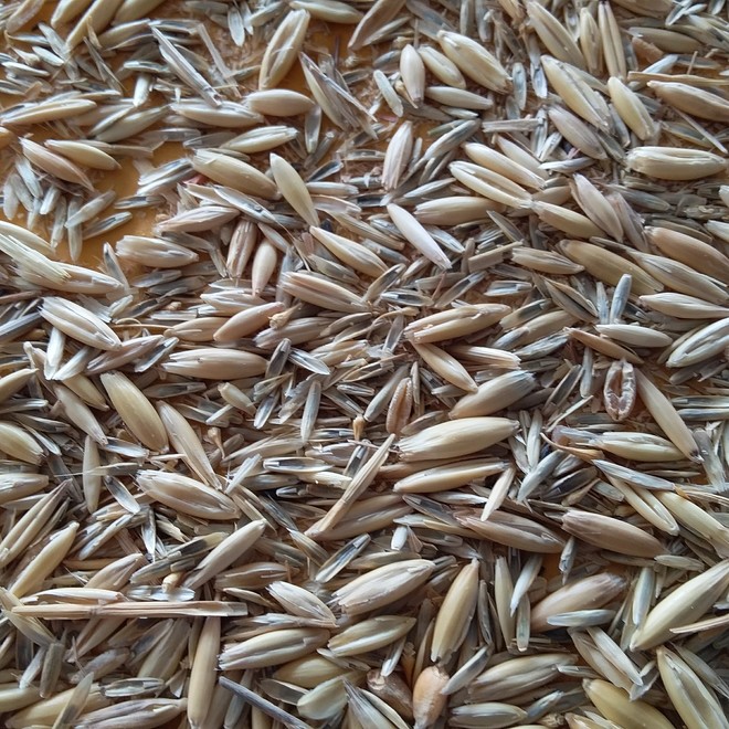 Ryegrass