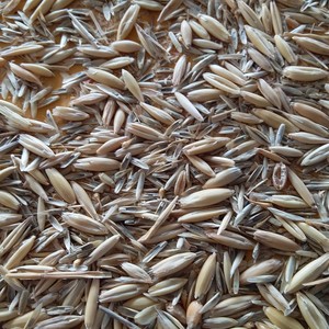 Ryegrass