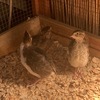 Chickens, Ducks & Quails 