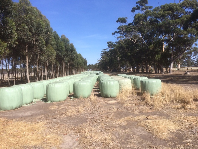 Clover Rye Silage Bales