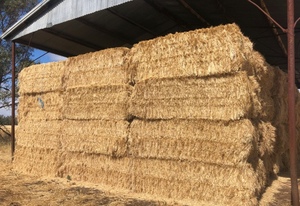Rye Grass Hay