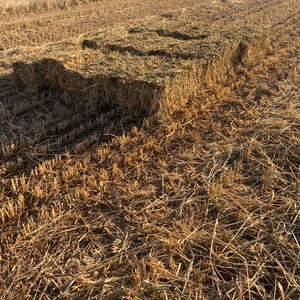 Oaten Hay Small Squares approximately 1000 Bales - SOLD BY THE BALE