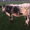Speckled Park Heifer