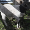 Dorper rams and ewes