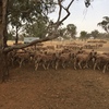 264 merino wether lambs 