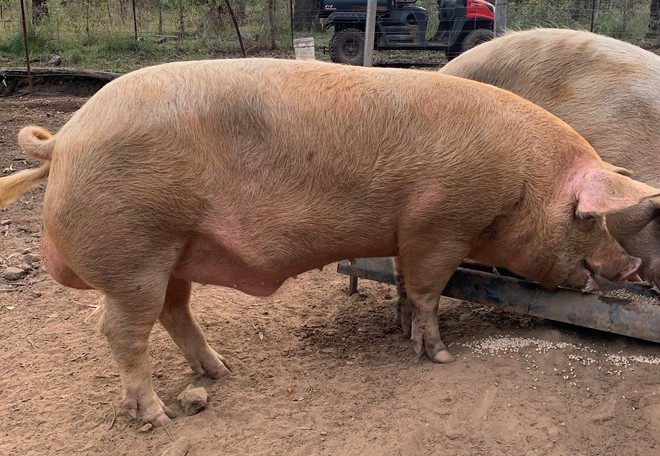 Young Large White boar