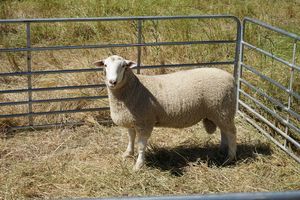 2020 White Suffolk and White Suffolk X Poll Dorset Rams