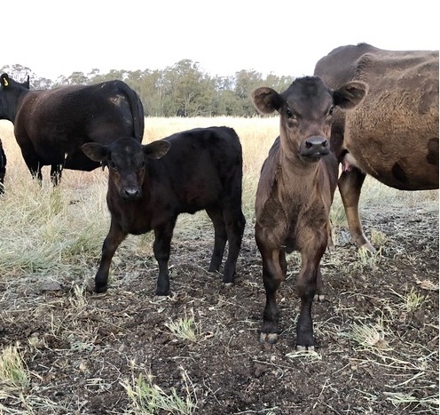 Murray Grey X cows with limo calves