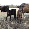Murray Grey X cows with limo calves