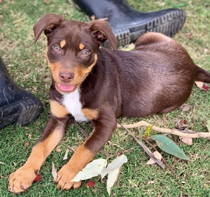 Kelpie Pup